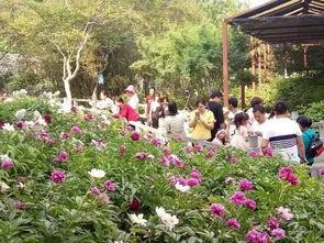 洛阳植物园爆料视频最新,探秘植物王国，邂逅自然奇观